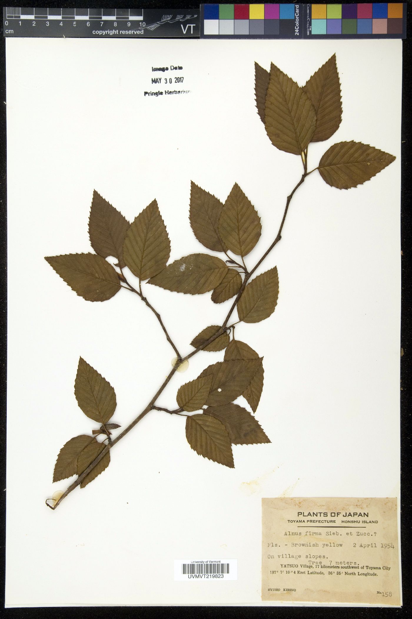 Alnus firma image