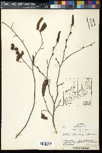 Alnus pendula image