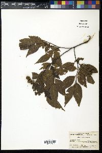 Alnus pendula image