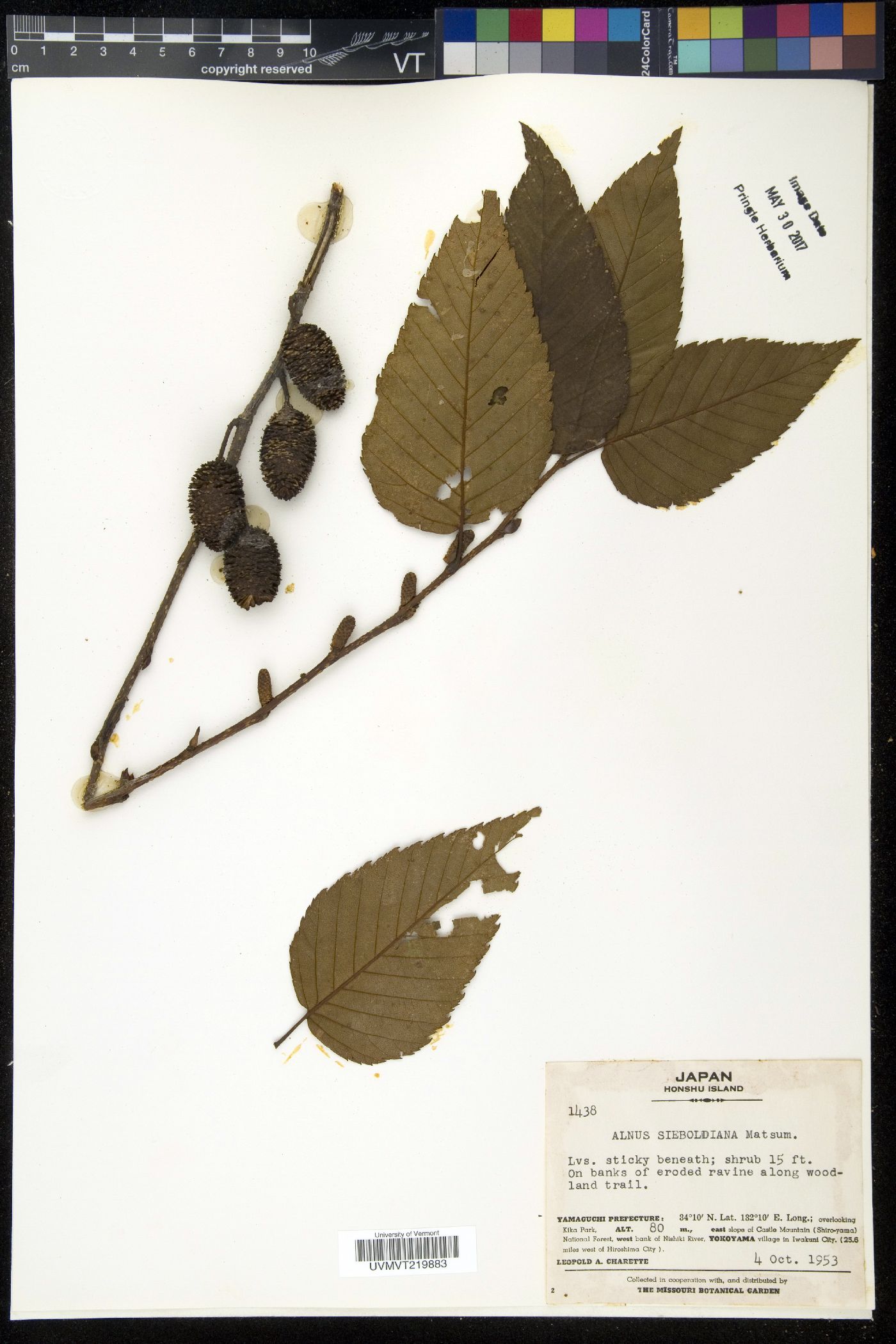 Alnus sieboldiana image