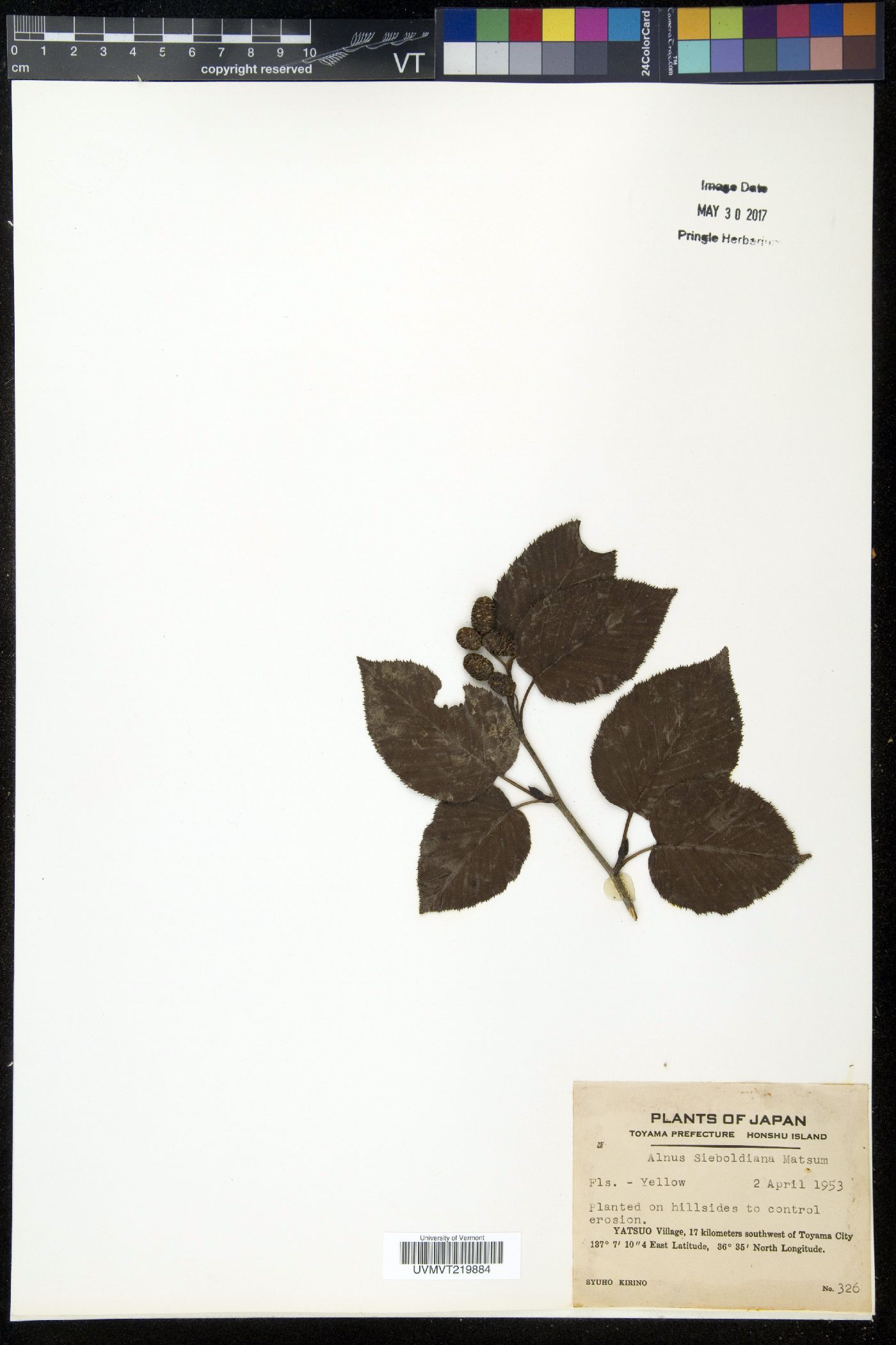 Alnus sieboldiana image