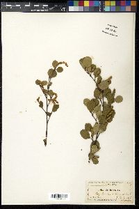 Betula glandulosa image