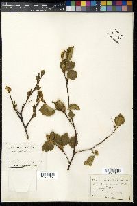 Betula occidentalis image