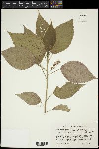 Acalypha amentacea subsp. wilkesiana image