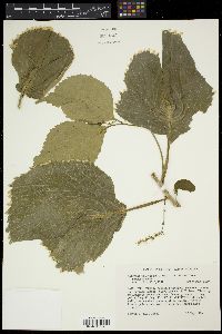 Acalypha wilkesiana image