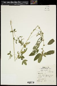 Acalypha virginica image