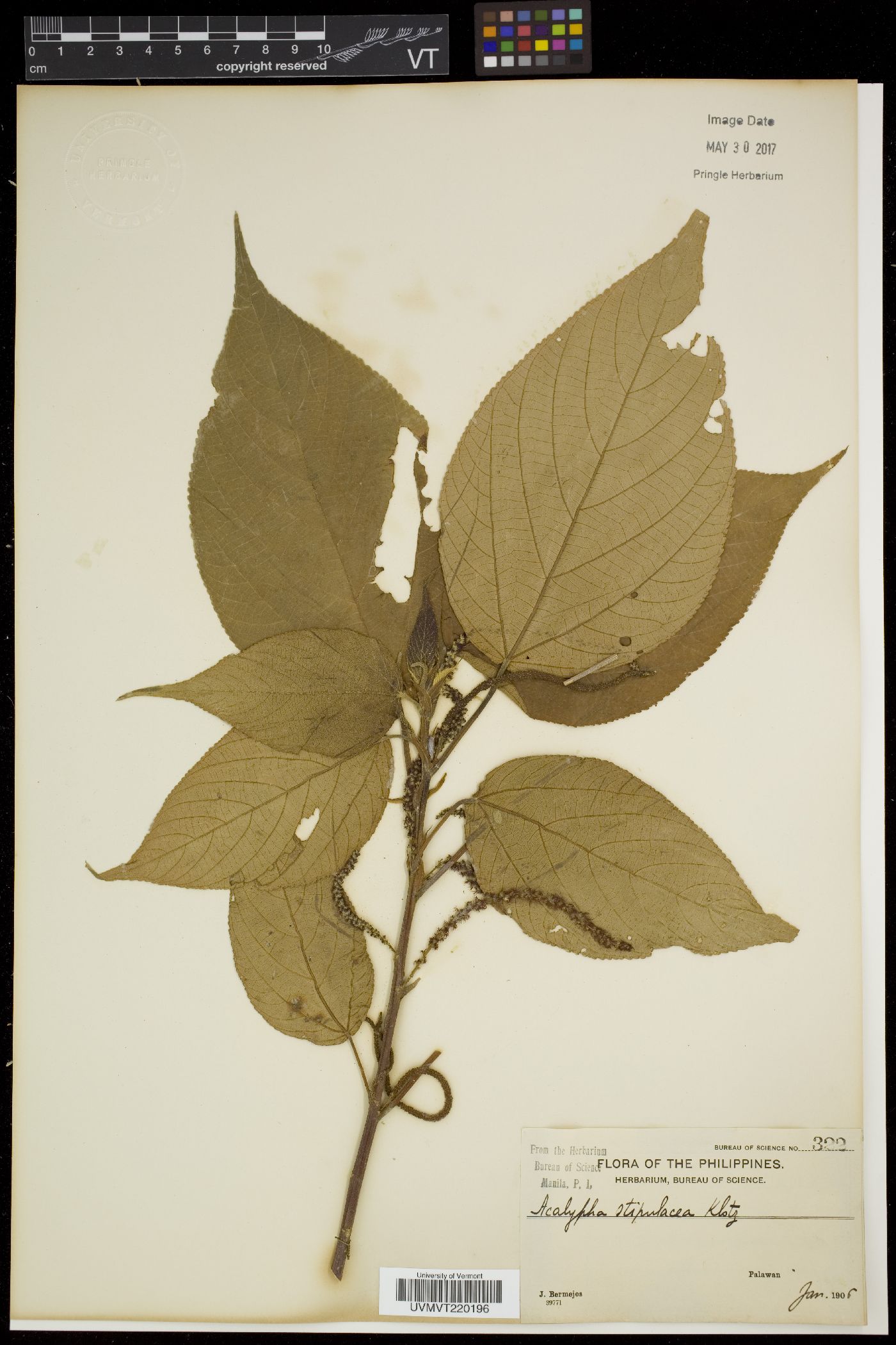 Acalypha amentacea image