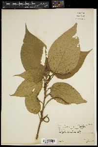 Acalypha amentacea image