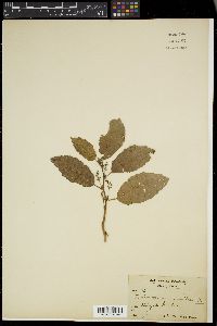 Baliospermum solanifolium image