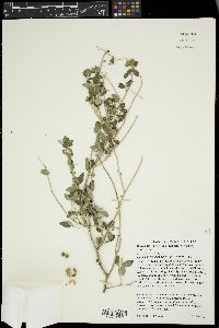 Bernardia myricifolia image