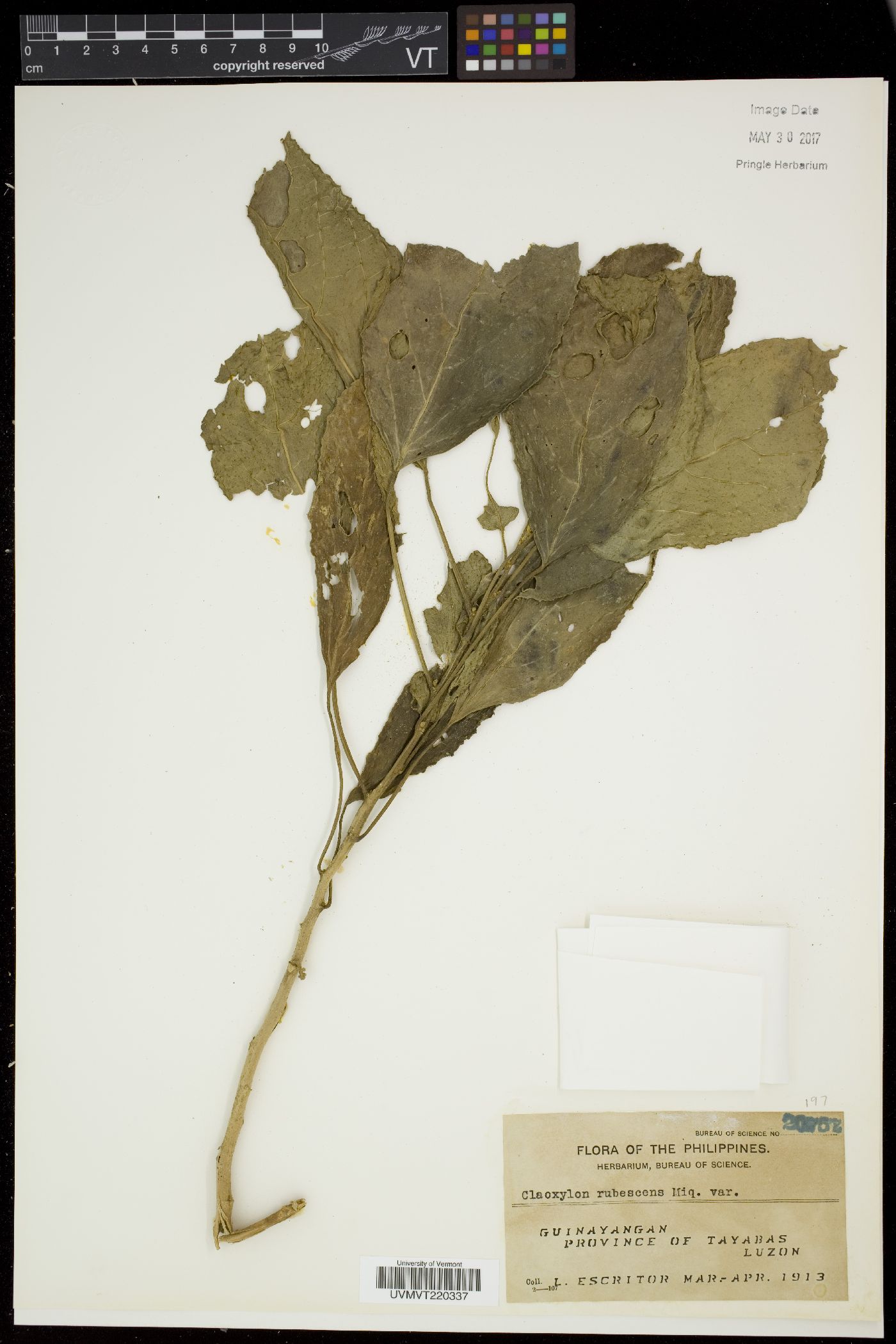 Claoxylon rubescens image