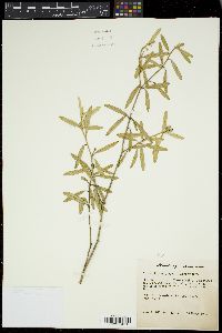 Croton linearis image