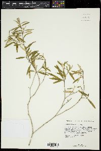 Croton linearis image