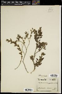 Croton nitrariifolius image