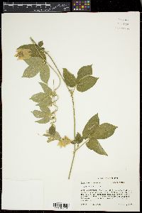 Dalechampia scandens image