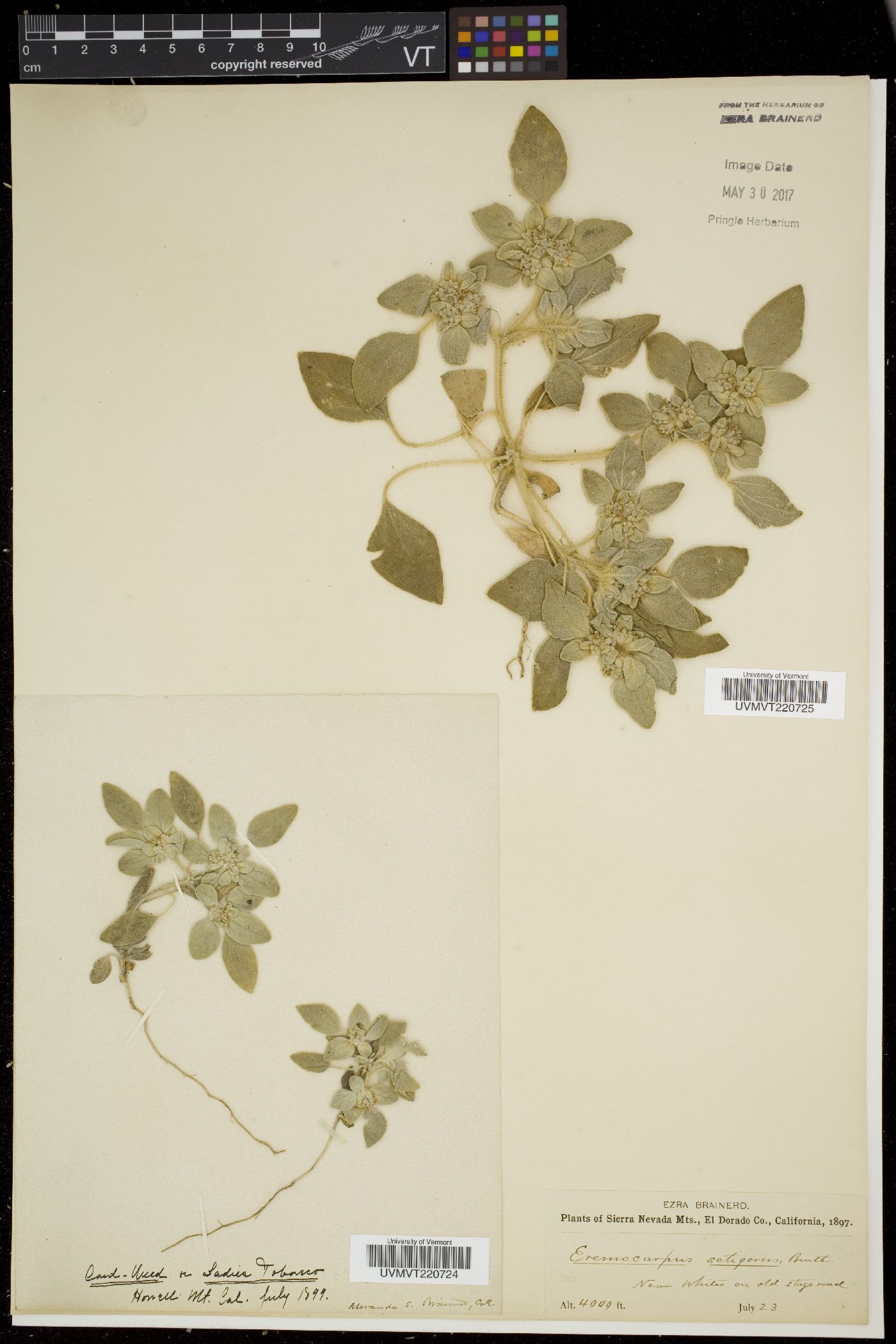 Eremocarpus image