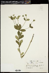 Euphorbia corollata var. zinniiflora image