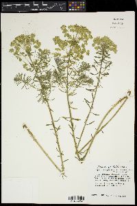 Euphorbia cyparissias image