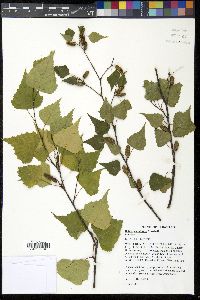 Betula populifolia image