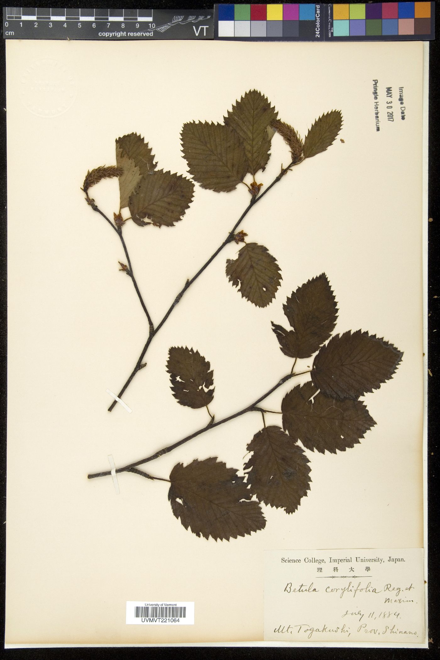 Betula corylifolia image