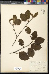 Image of Betula corylifolia