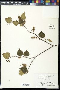 Betula platyphylla image