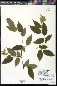 Carpinus caroliniana var. virginiana image