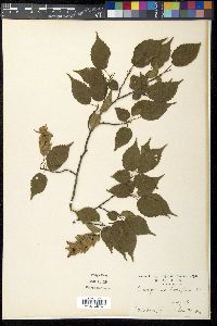 Carpinus laxiflora image