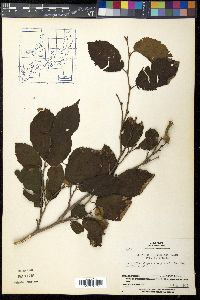 Corylus sieboldiana image