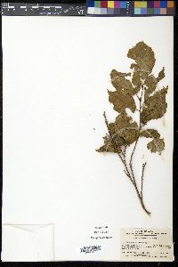 Corylus sieboldiana image