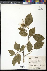 Corylus sieboldiana image