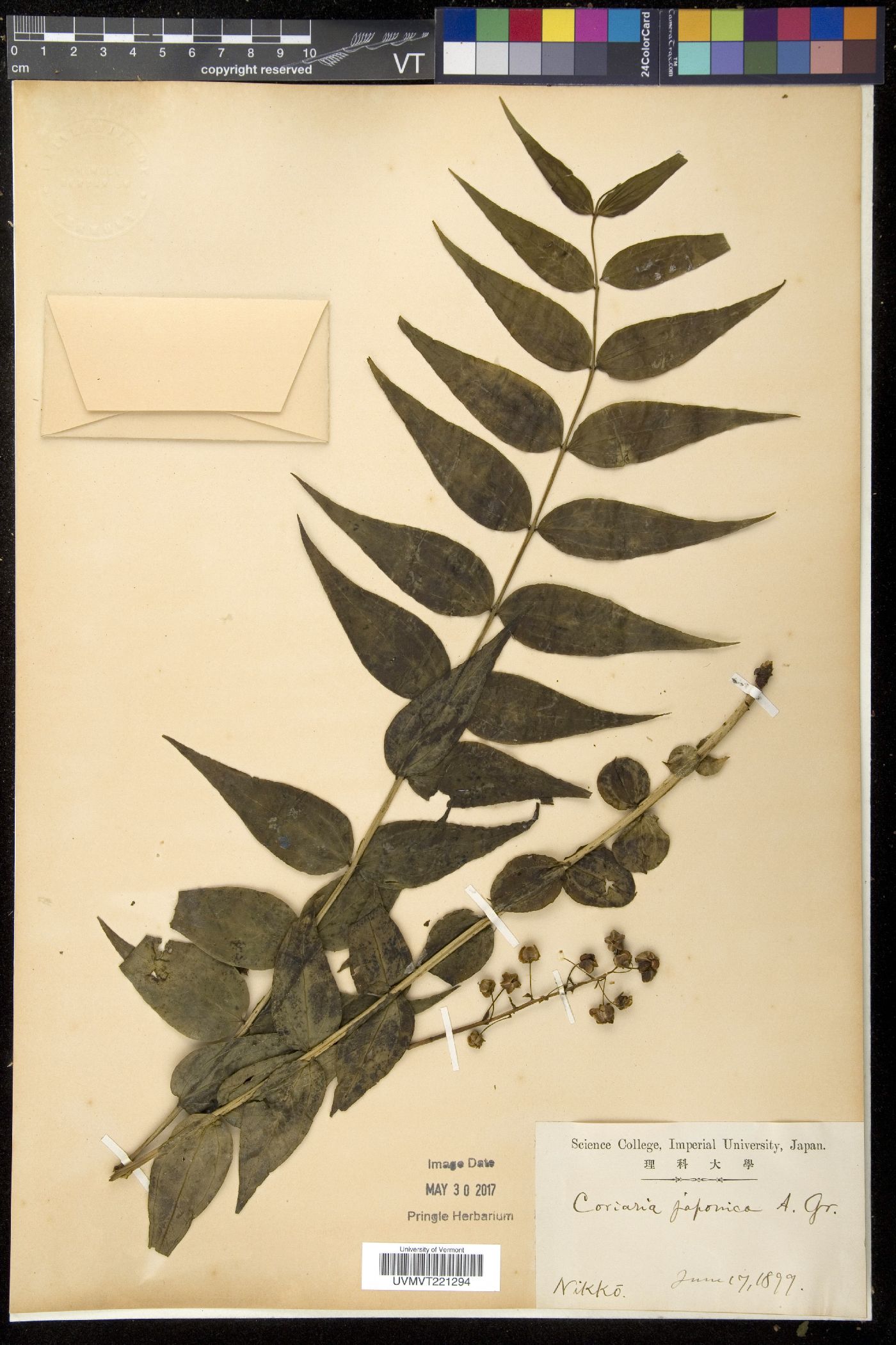 Coriaria japonica image