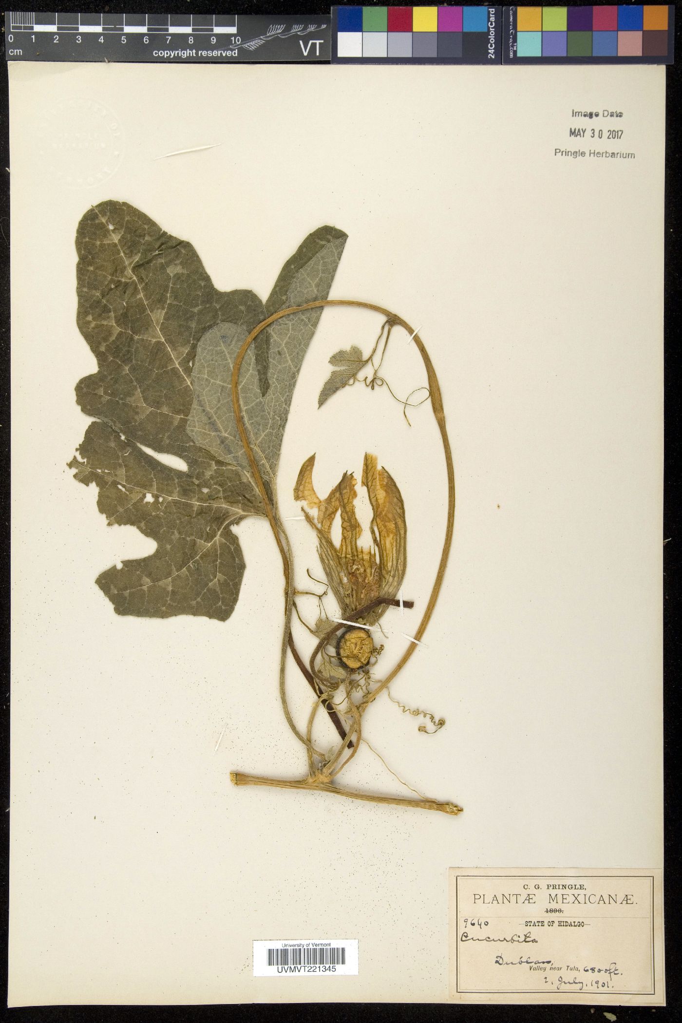 Cucurbita pedatifolia image