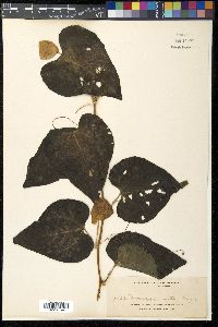 Momordica cochinchinensis image