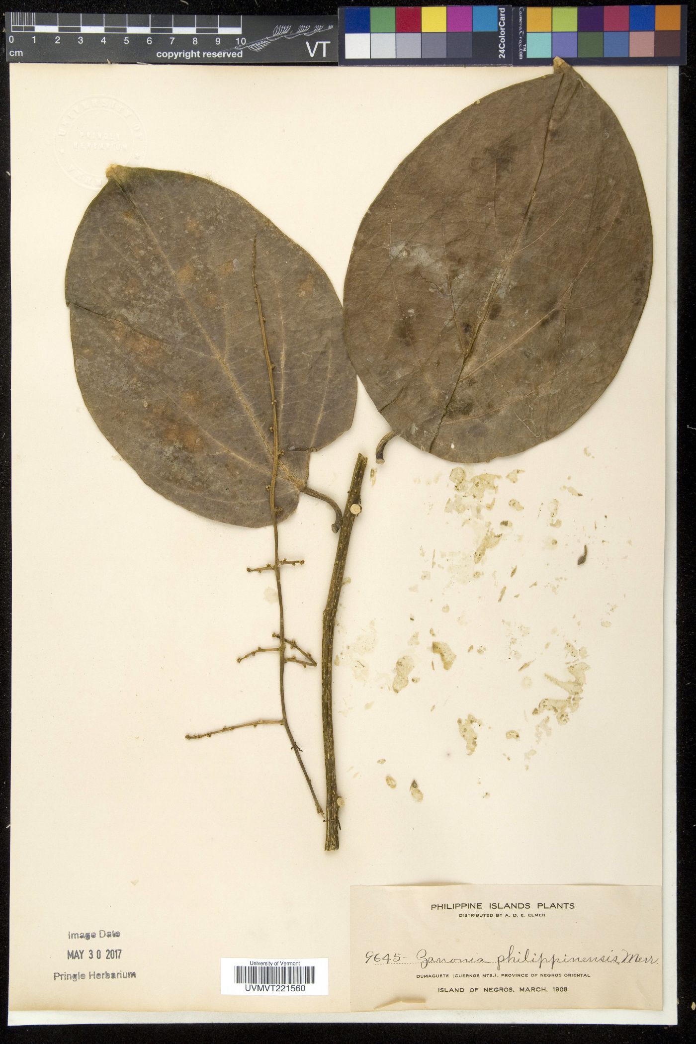 Alsomitra macrocarpa image