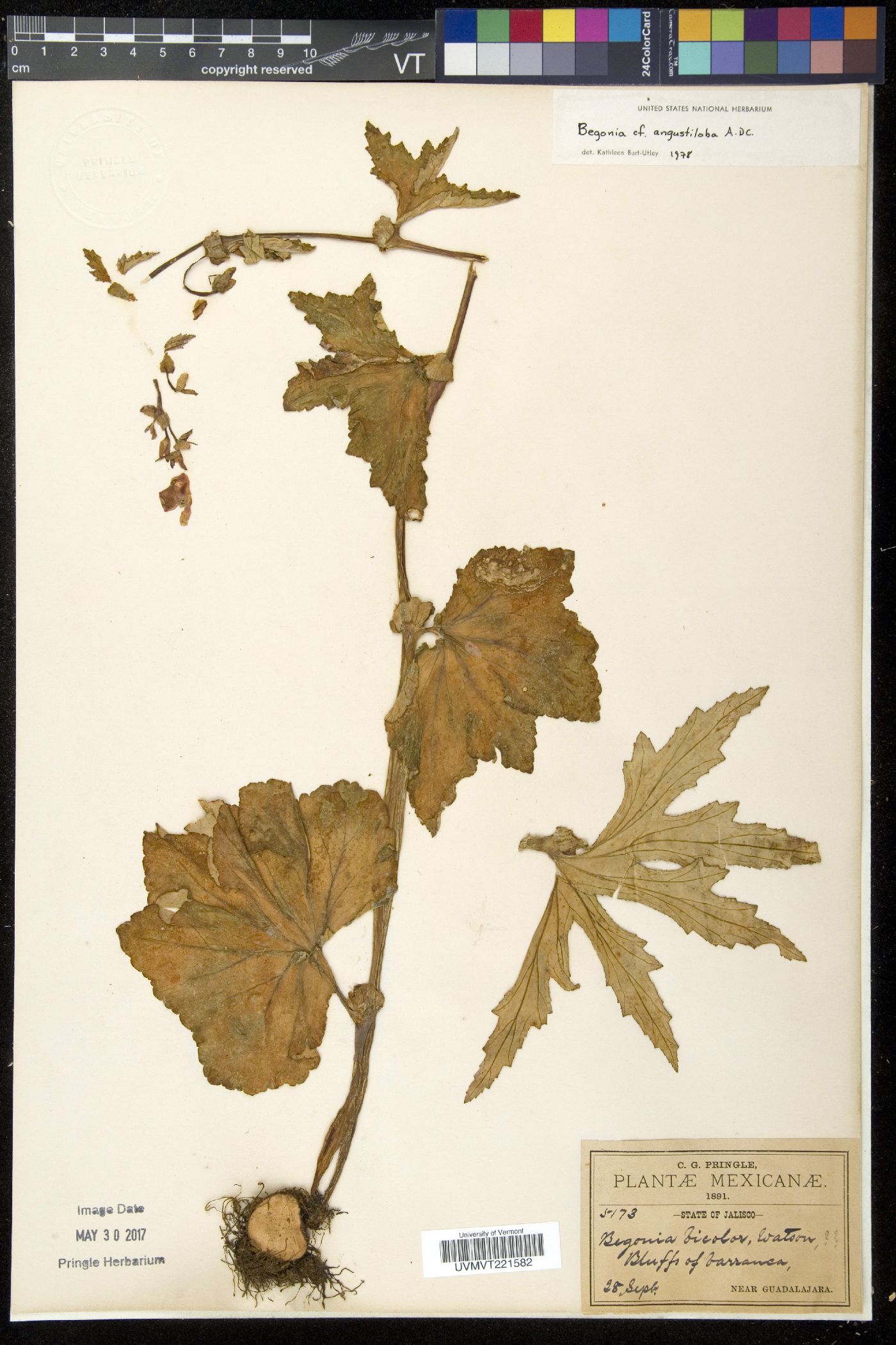 Begonia angustiloba image