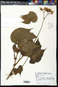 Begonia involucrata image