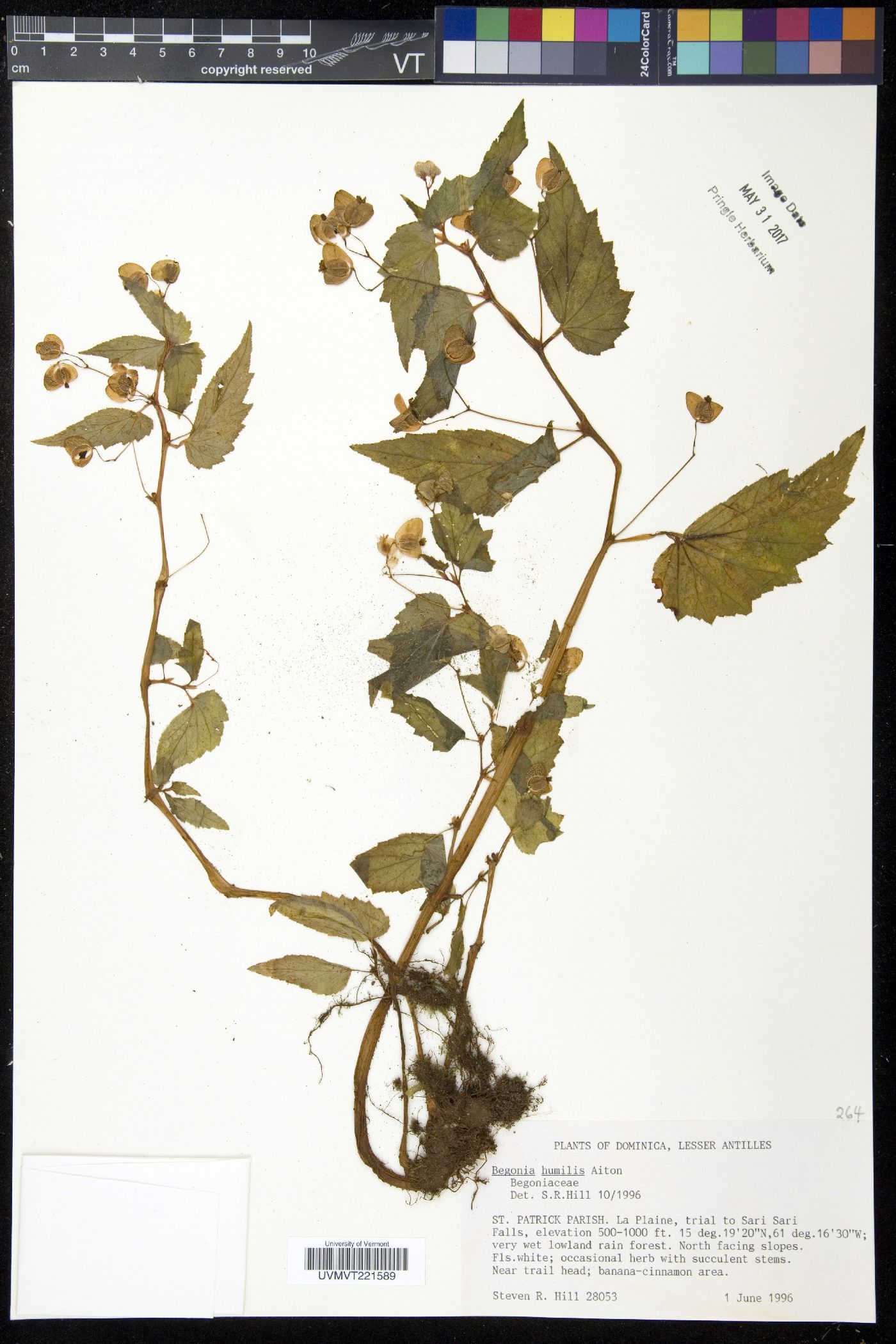 Begonia humilis image