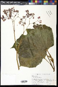 Begonia obliqua image