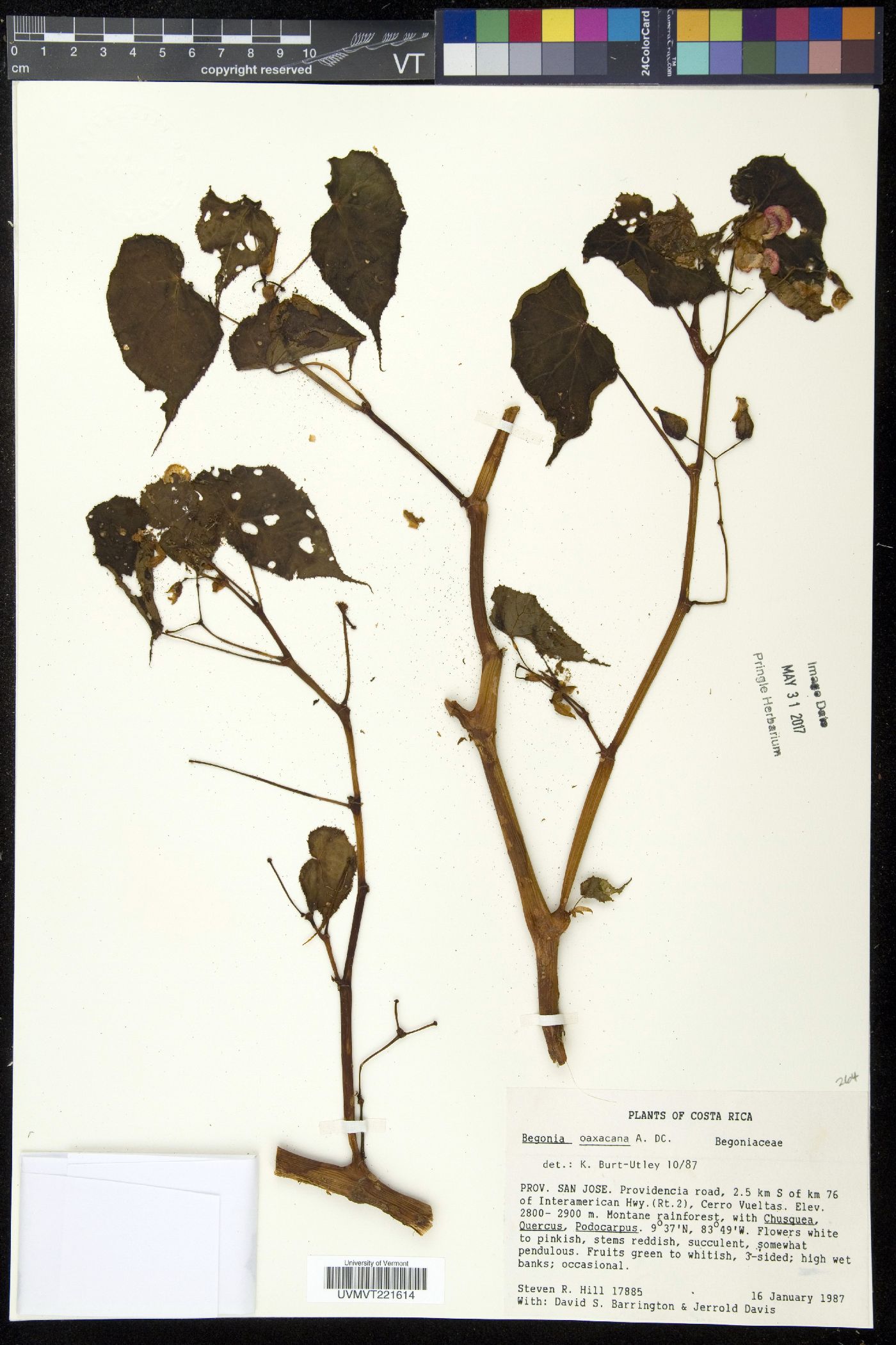 Begonia oaxacana image