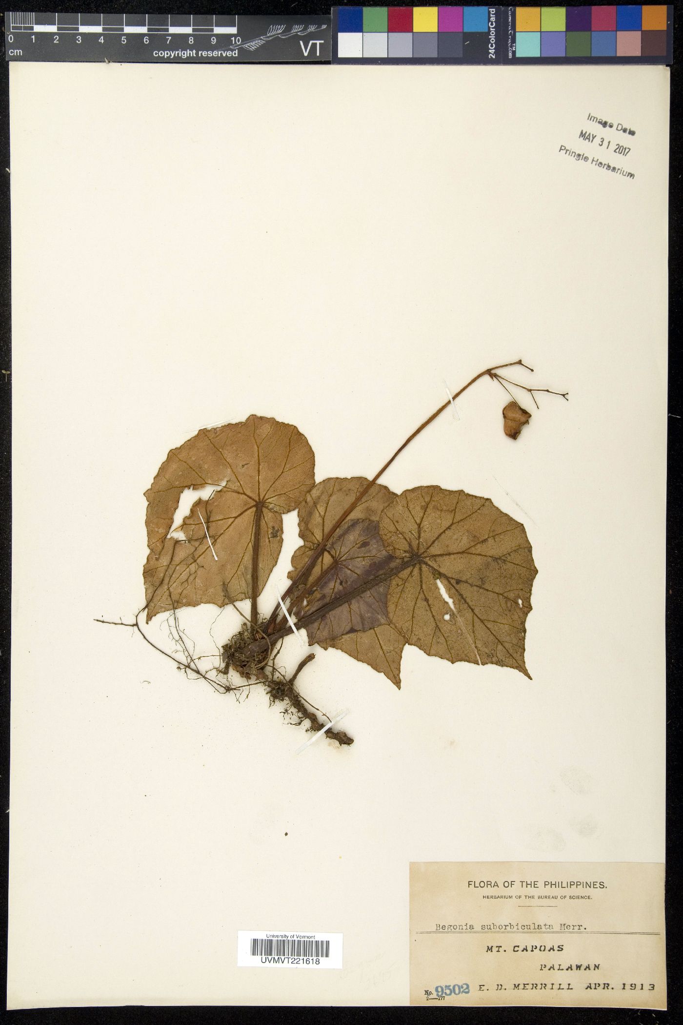 Begonia suborbiculata image