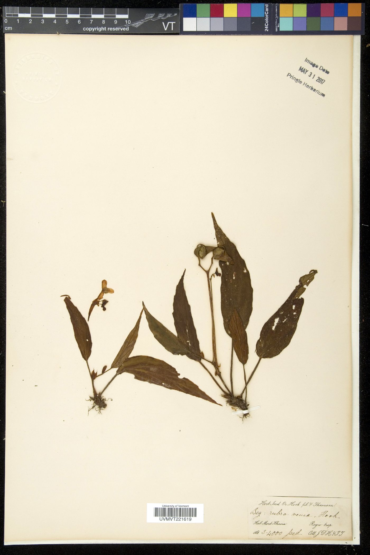 Begonia hatacoa image