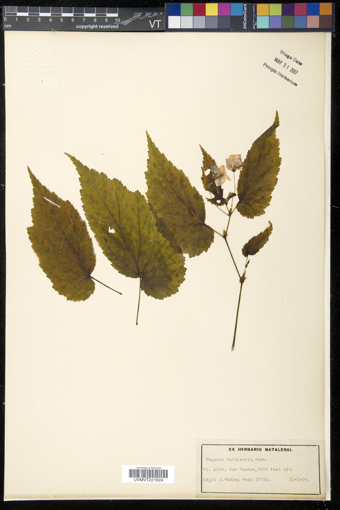 Begonia dregei image