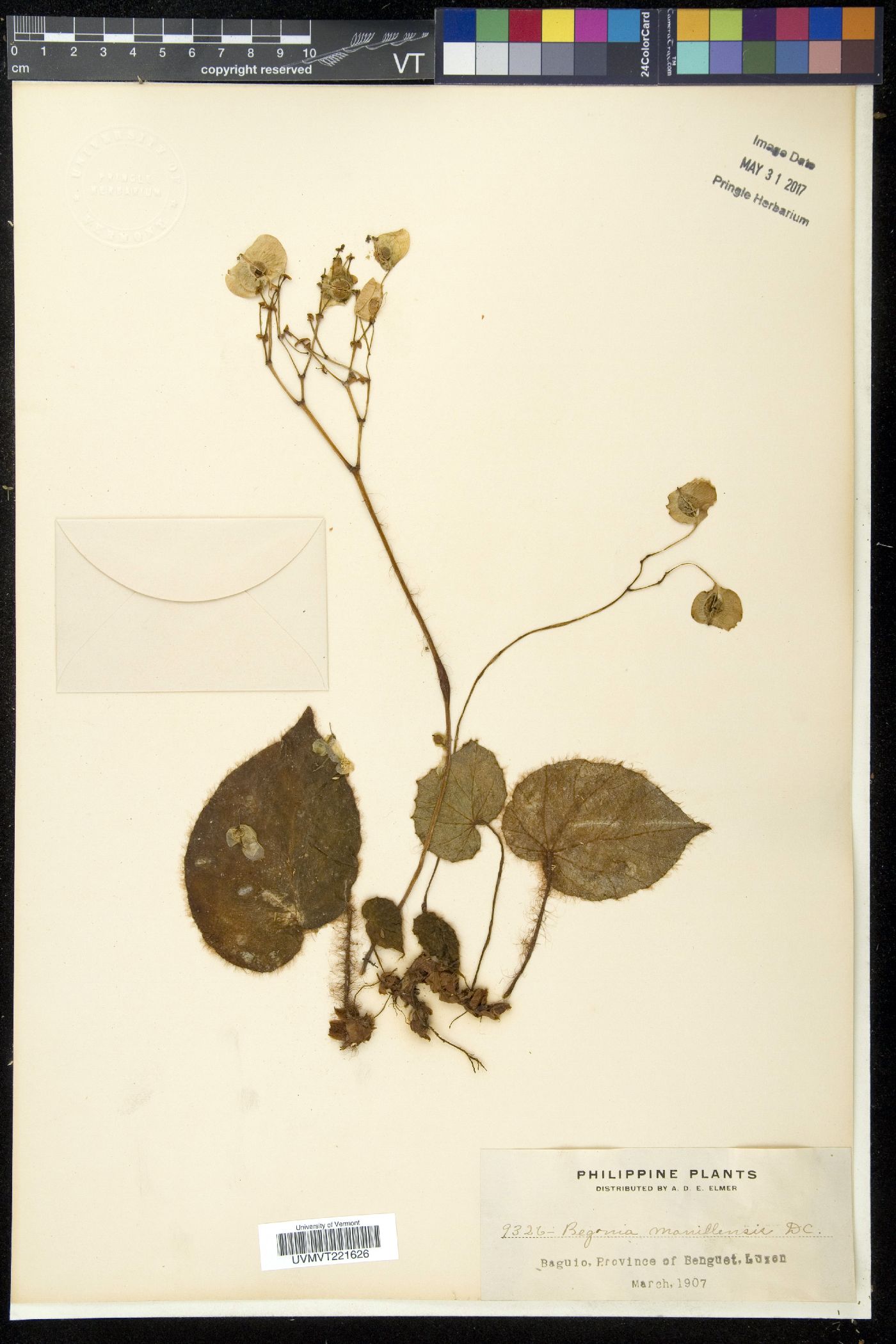 Begonia manillensis image