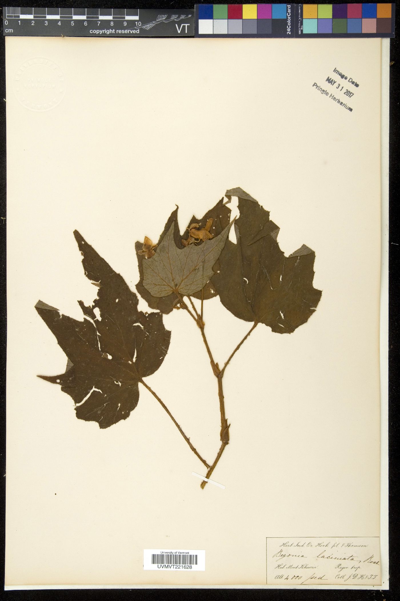Begonia palmata image