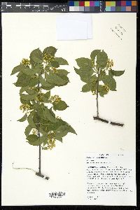 Celastrus scandens image