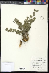 Crossopetalum ilicifolium image