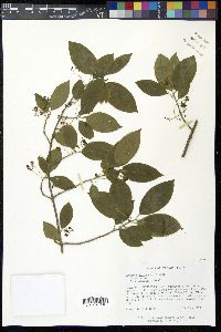 Euonymus atropurpureus image