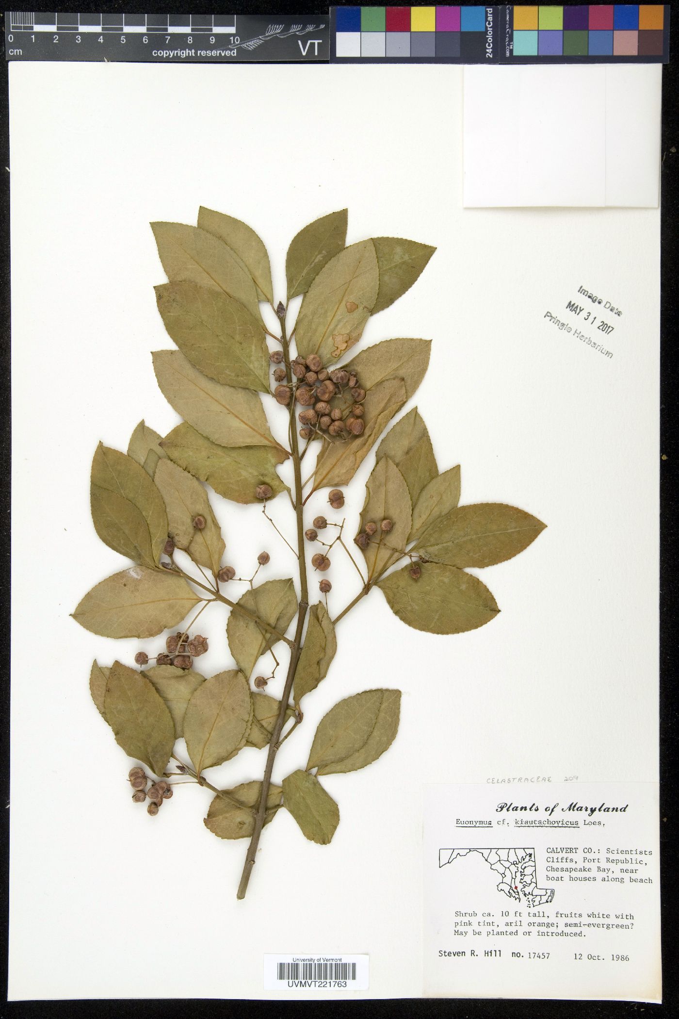 Euonymus kiautschovicus image