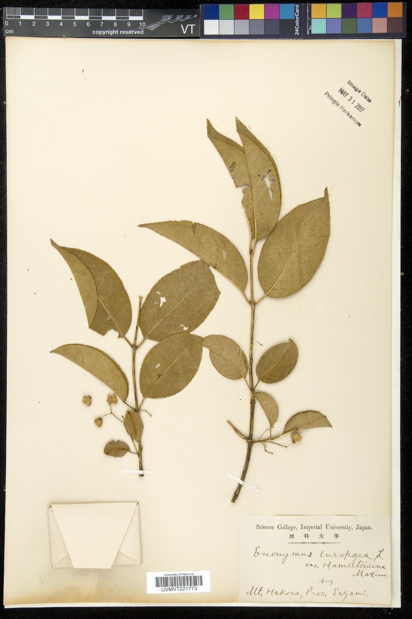 Euonymus europaea image